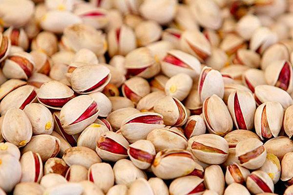 پیش بینی برداشت 3500 تن پسته خشک در رفسنجان پیش بینی برداشت 3500 تن پسته خشک در رفسنجان
