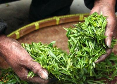 بهترین مزارع چای دنیا در کدام کشورها قرار دارند؟