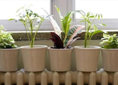 تفاوت بین گیاهان درون و بیرون خانه چیست؟
